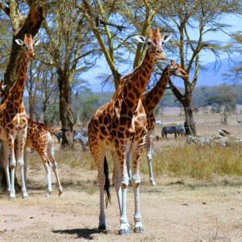 Lake Nakuru